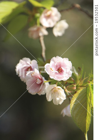 淡墨櫻（Aizu Gokakura） 19532501