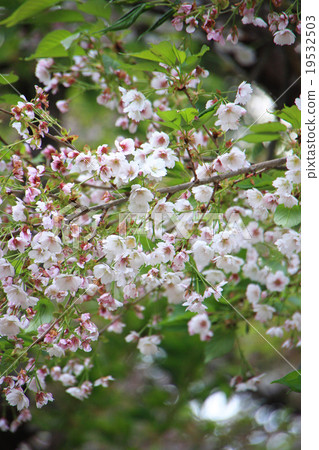 淡墨櫻（Aizu Gokakura） 19532503