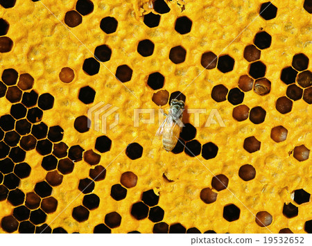 Close up view of the working bees on honeycells Close up view of the working bees on honeycells 19532652