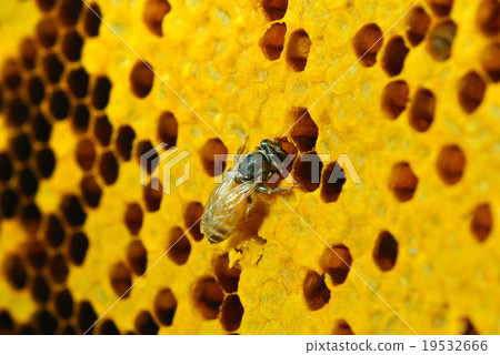 Close up view of the working bees on honeycells. 19532666