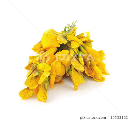 Sesbania grandiflora edible flowers 19533162