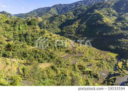 科迪勒拉的稻田 科迪勒拉的稻田 19533594