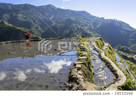Rice paddy fields of Cordillera 19533599