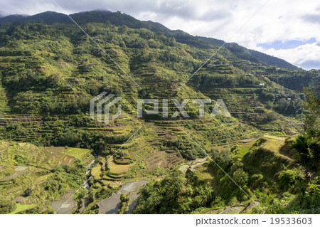 科迪勒拉的稻田 19533603