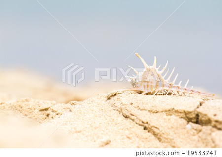 Bright seashell lies on the beach in the sand. Bright seashell lies on the beach in the sand. 19533741