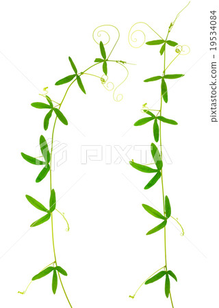 two green branches of passionflower with tendrils  19534084