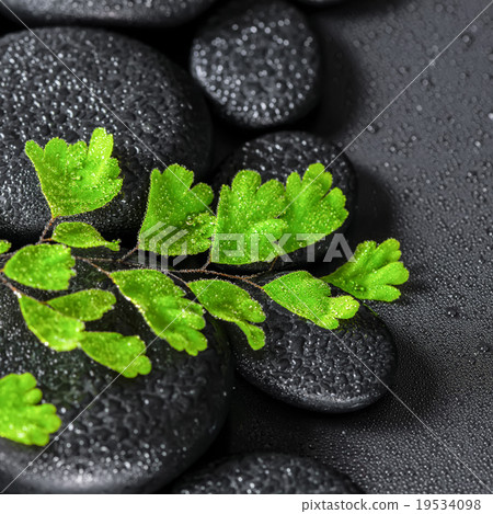 twig Adiantum fern on zen basalt stones with dew 19534098