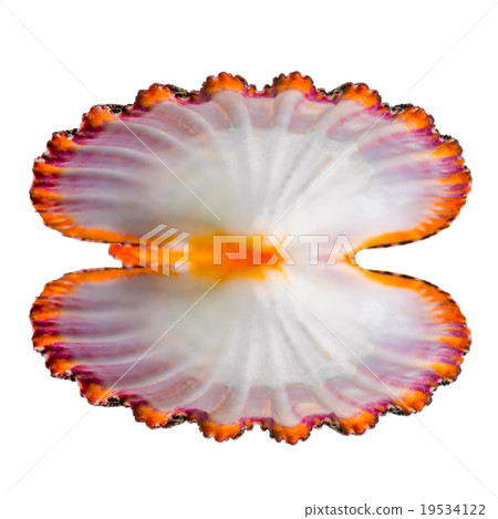 open bright cockleshell is isolated on white open bright cockleshell is isolated on white 19534122