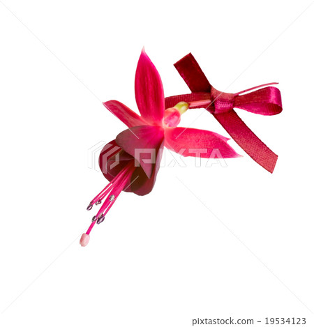 fuchsia flower with dark cherry bow isolated  19534123