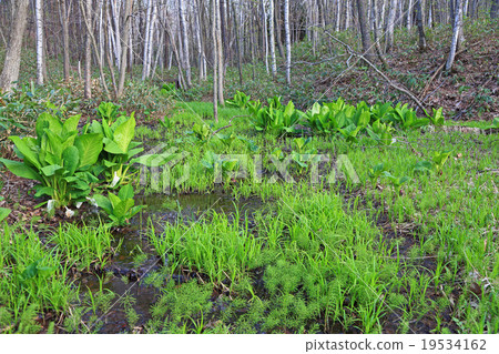 Origin of wetlands where Mizubasho is grouped 19534162