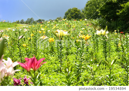 Enjoy the spring and summer mountains Enjoy the spring and summer mountains 19534894