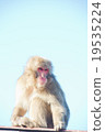 Monkey 20 19535224