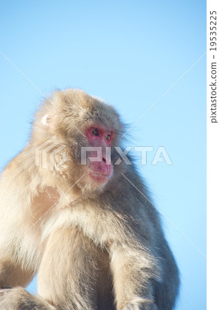 Monkey 21 Monkey 21 19535225
