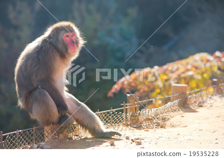 Monkey 24 Monkey 24 19535228