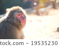 Monkey 26 19535230