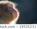 Monkey 27 19535231