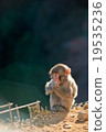Monkey 32 19535236