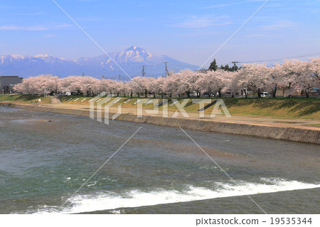 Senbon Sakura and Mt. Bandai in Miyagawa 19535344