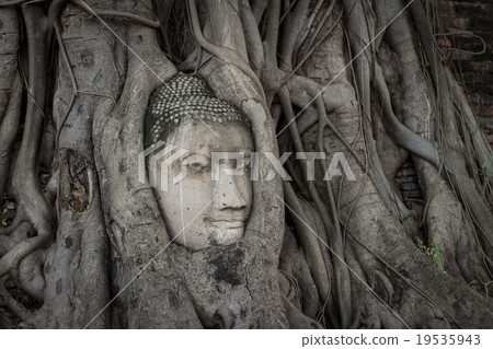 Unseen of Buddha head in root tree at Ayutthaya 19535943