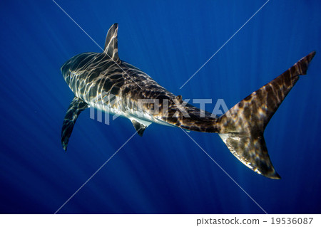 Great White shark ready to attack 19536087