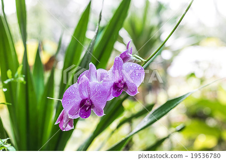 violet Orchid 19536780