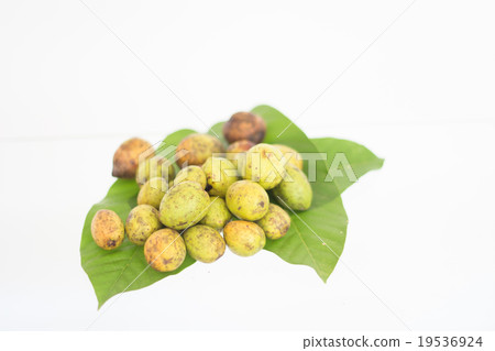 Chebulic Myrobalans on fresh leave Chebulic Myrobalans on fresh leave 19536924