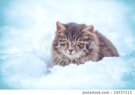 Cute kitten sitting in the snowdrift 19537313