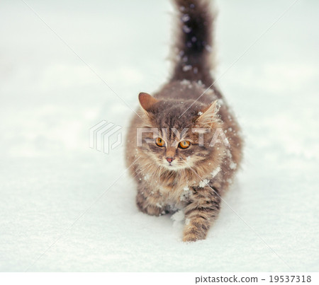 Cute siberian cat walking on the snow 19537318