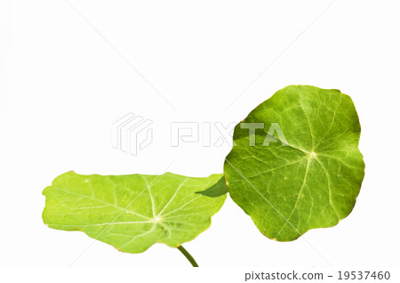nasturtium leaves 19537460