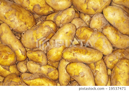 potatoes new harvest potatoes new harvest 19537471