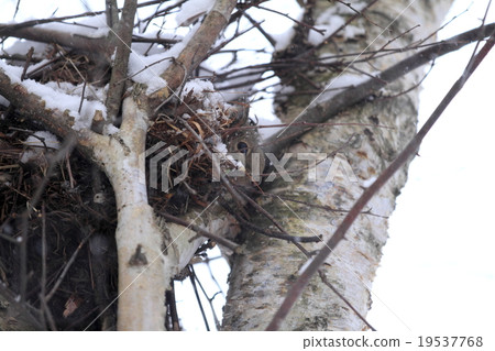 日本猴子 19537768