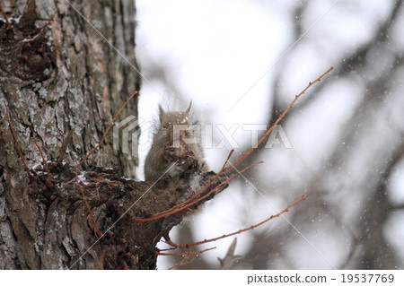 日本猴子 19537769