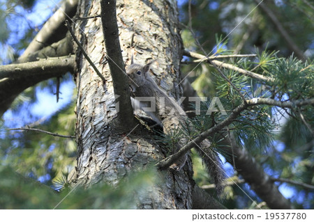 Japanese monkeys 19537780