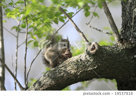 Japanese monkeys 19537818