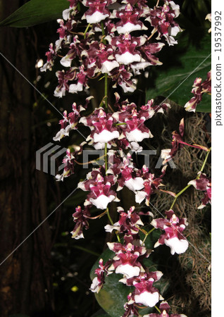 Oncidium · Heaven St 'Ledrencence' 19537992
