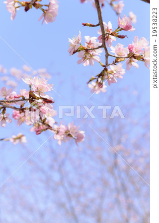 Sakura (empty back bud) 19538223
