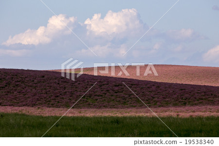 Pink flower alfalfa 19538340