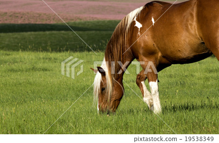 Horse in Pasture 19538349