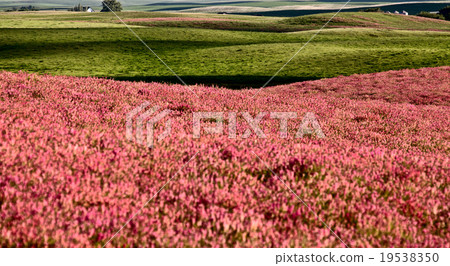Pink flower alfalfa Pink flower alfalfa 19538350