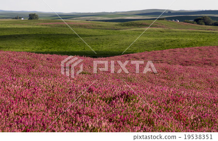 Pink flower alfalfa 19538351