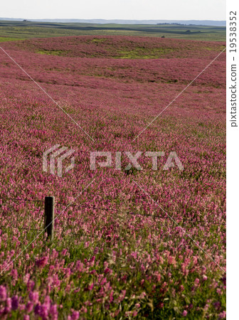 Pink flower alfalfa 19538352