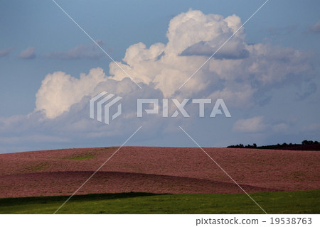 Pink flower alfalfa 19538763