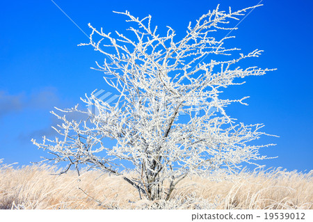Kirigamine plateau 19539012