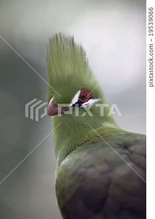 Guinea Eboshidori 19539066