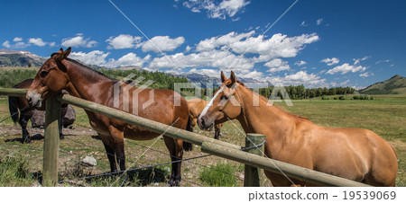 Horses in Wyoming Horses in Wyoming 19539069
