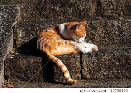 Regional cat of the shrine-8 Regional cat of the shrine-8 19539103