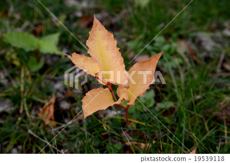 Itadori秋葉 19539118