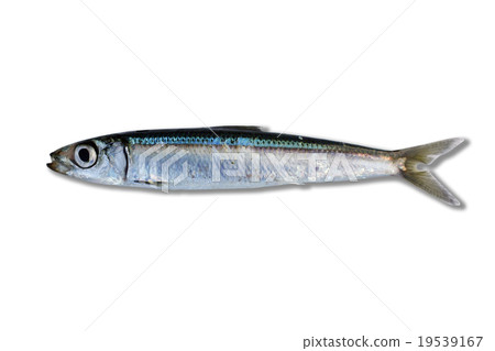 Urushiwashi 19539167