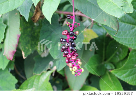 西式山牛肉 19539197