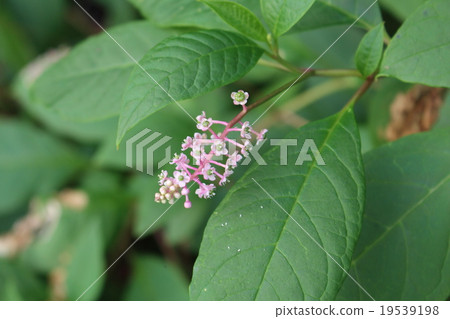 Yohji山牛肉花 19539198